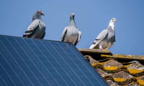 Protecting Your Solar Investment: Bird-Proofing Solutions For Solar Panels
